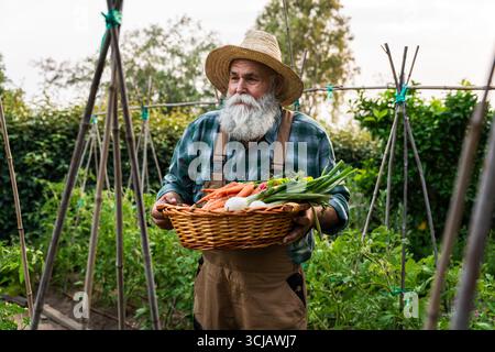 Proud senior farmer with long white beard and straw hat holding wicker basket full of organic vegetables in his garden, enjoying the fruits of his lab Stock Photo