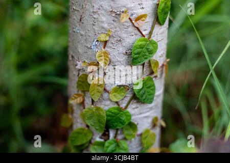 Ficus pumila Vine Climbing on Tree Trunk. Botanical Interaction and Vertical Growth in Nature Stock Photo