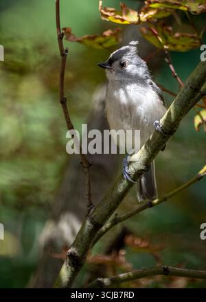 A gray tufted titmouse perches gracefully on a tree branch in a Virginia backyard. Stock Photo