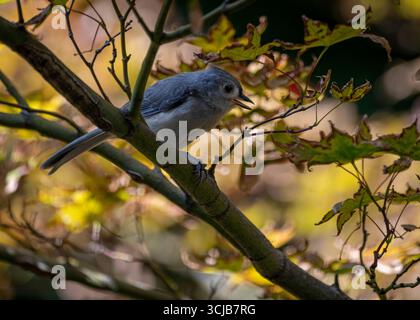 A gray tufted titmouse perches gracefully on a tree branch in a Virginia backyard. Stock Photo