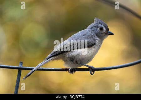 A gray tufted titmouse perches gracefully on a metal ring in a Virginia backyard. Stock Photo