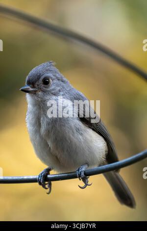 A gray tufted titmouse perches gracefully on a metal wire in a Virginia backyard. Stock Photo