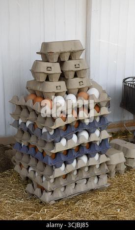 Free range eggs in farm Stock Photo