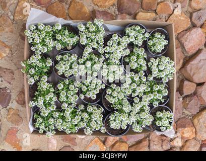 Alyssum maritimum pots in cardboard box ready to be planted. Ornamental and ground cover plants Stock Photo