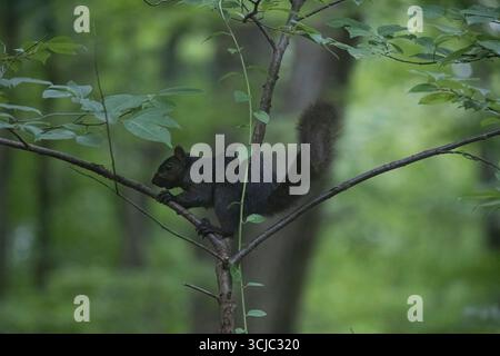 A melanistic Eastern Gray Squirrel (Sciurus carolinensis). Also known, outside of the United States, as the Grey Squirrel. Stock Photo