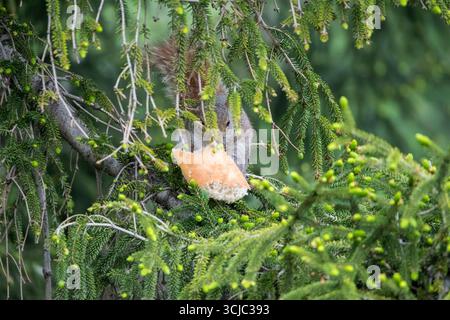The Eastern Gray Squirrel (Sciurus carolinensis), also known, outside of the United States, as the Grey Squirrel. Stock Photo