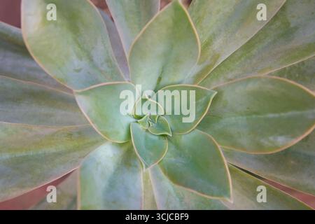 top down closeup of echeveria succulent with fleshy green leaves forming spiral rosette pattern extending outward, full frame natural background Stock Photo