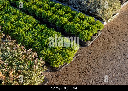 Potted ornamental groundcover plants arranged in rows for sale Stock Photo