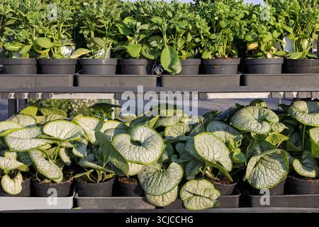 Potted ornamental foliage plants on nursery rack Stock Photo