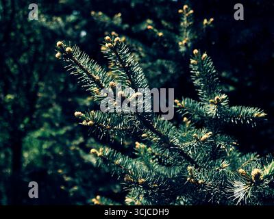 Young pine or fir branches with fresh spring buds, bathed in soft sunlight. Stock Photo