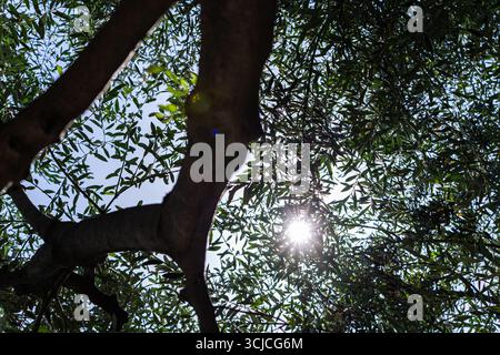 Low-angle shot looking up at the sun filtering through dense olive tree branches and leaves. The textured trunk and glowing light create a peaceful na Stock Photo