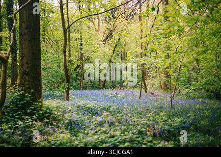 Discover the enchanting beauty of Hallerbos, Belgium, where vibrant bluebells blanket the forest floor in a breathtaking display of nature's colors, o Stock Photo