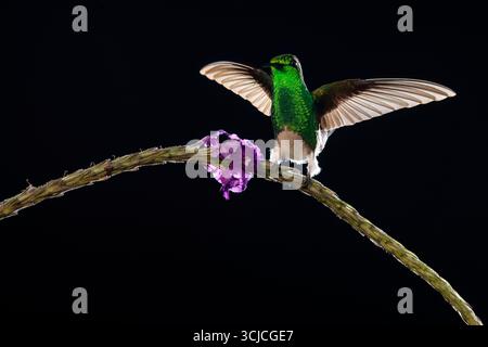 A white bellied hummingbird perches gracefully on a purple flower, its iridescent plumage shimmering against a black background, highlighting its deli Stock Photo