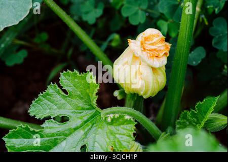 Top view of a vibrant zucchini flower nestled among lush green leaves in a garden setting. This close-up highlights the intricate textures and colors Stock Photo