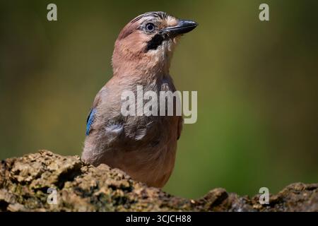 A detailed close-up of an Eurasian Jay perched on a branch against a blurred green background. The image captures its vibrant plumage and distinctive Stock Photo