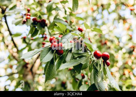 Close-up of bright red cherries hanging on tree branches amidst lush green leaves in a garden during the summer. The sunlight creates a warm and invit Stock Photo