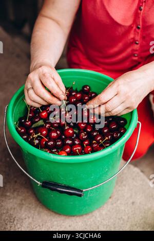 A close-up view of freshly harvested cherries in a green bucket, being handled by a person in a summer garden. The cherries are ripe and ready for con Stock Photo