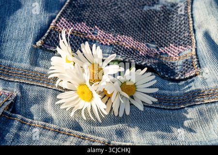 Bright white daisies rest gently in a pair of blue denim jeans, capturing the essence of a relaxed and refreshing lifestyle. Ideal for themes of natur Stock Photo