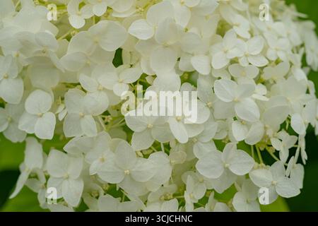 A close-up view of delicate white hydrangea flowers in full bloom, displaying their intricate petals and vibrant texture, set against a lush green bac Stock Photo