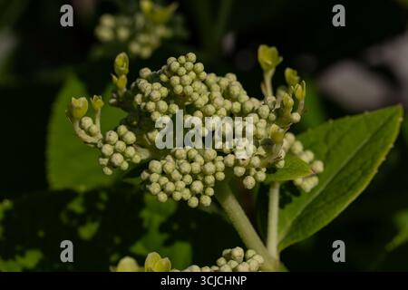 A close-up image of a hydrangea plant with buds getting ready to bloom. The sunlight highlights the green leaves and the intricate details of the budd Stock Photo