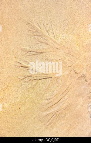 Detailed capture of unique organic sand patterns on a beach, created by natural water flow, illustrating the delicate beauty of nature's abstract desi Stock Photo