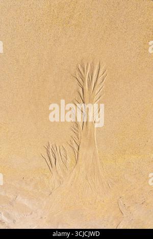 Close-up of abstract patterns in beach sand resembling tree branches. Natural textures and shapes formed by water movement at the shoreline, creating Stock Photo
