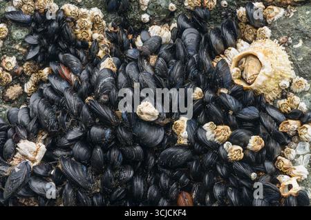 Pacific blue mussels and barnacles cluster on rugged rocks, exposed at low tide at Ruby Beach in Olympic National Park, Washington, showcasing a vibra Stock Photo