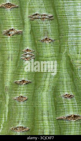 This image captures a close-up of the Snakebark maple tree bark, showcasing its distinctive green vertical stripes and unique textured patterns, resem Stock Photo