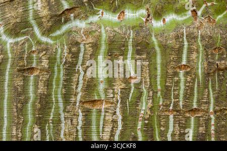 Close-up of Manchu snakebark maple bark showcasing distinctive striped patterns. The green and brown textures are highlighted, creating an abstract na Stock Photo