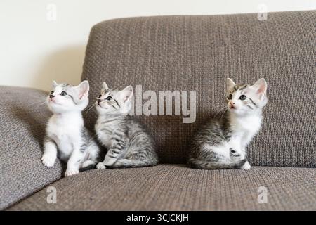 Three playful kittens with fluffy gray and white fur sit together on a comfy brown sofa. They are looking curiously in the same direction, showcasing Stock Photo