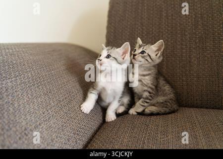 Two small kittens sit close together on a stylish brown couch, gazing upward with curiosity. The cozy fabric and soft light create a warm and inviting Stock Photo
