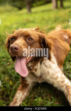 A Brittany spaniel lying on the grass with its tongue out, enjoying a sunny day outdoors. The dog's expressive eyes and playful demeanor capture a joy Stock Photo
