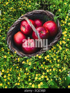 A wicker basket filled with fresh red apples sits nestled among vibrant yellow flowers in a garden. The contrast of red and yellow creates a strikingl Stock Photo
