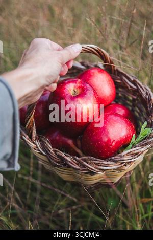 A close-up of a hand holding a wooden basket filled with ripe red apples, set against a natural grassy background. The image evokes freshness, harvest Stock Photo