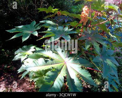 Seeds of the miracle tree, castor oil plant, against white background ...