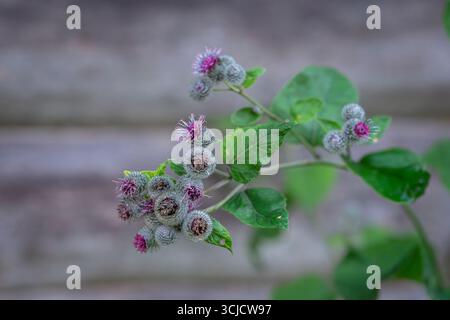 Woolly Burdock, Arctium Tomentosum, close-up view. Close up of arctium tomentosum aka woolly burdock, downy burdock belongs to a family of asteraceae. Stock Photo