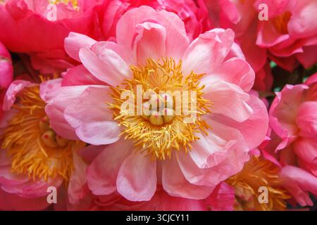 Detailed photograph of a bouquet of pink peonies with one central flower standing out, with delicate crumpled petals and vivid yellow stamens Stock Photo