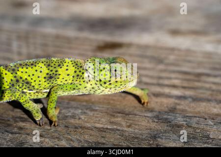 Closeup of a chameleon sitting on a wooden board on the island of Zanzibar, Tanzania, East Africa Stock Photo