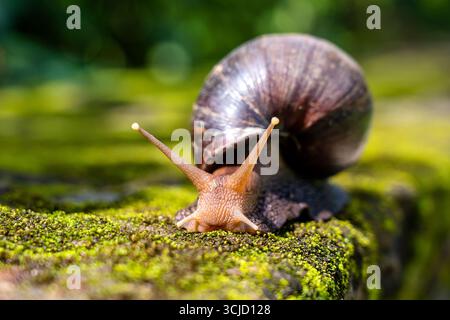 Big snail in shell crawling on moss, summer day in garden in Arusha, Tanzania, East Africa, close up Stock Photo