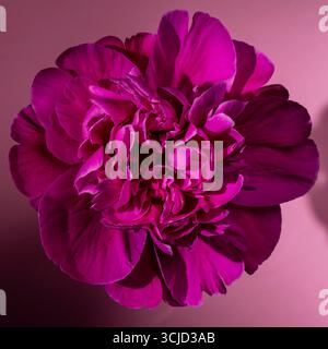 Beautiful single pink peony flower on background, close up, top view Stock Photo