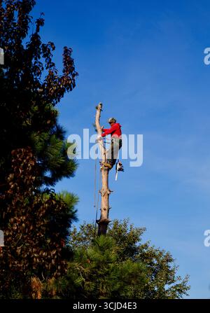 An arborist has climbed and removed branches from a pine tree in preparation for its removal. Stock Photo