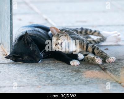 Two stray cats resting closely together on a stone floor in Gran Canaria. A kitten snuggles peacefully against its mother. Stock Photo