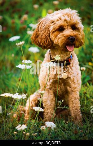 Cockerpoo puppy dog sitting in an English meadow amongst wil carrot and buttercups in Summer Stock Photo