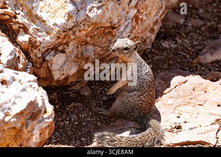 A curious ground squirrel stands alert on its hind legs amidst a rugged, sun-drenched desert landscape. The small mammal, with its mottled brown-grey Stock Photo