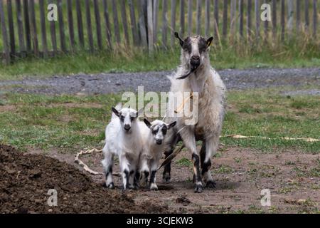 Mother goat with two kids standing close on a dirt farm path, wooden fence background, concept of family and rural life. Stock Photo