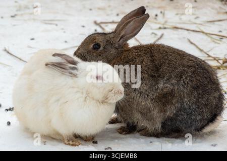 A white and a brown rabbit sitting close together on snow, photographed in natural light, with a soft snowy background, symbolizing warmth in winter Stock Photo