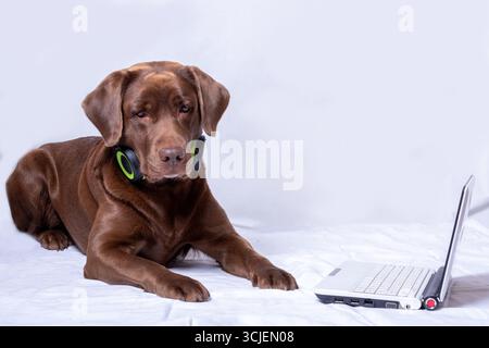 Chocolate labrador with headphones using laptop on white fabric background. concept of music and pets, humorous concept of tech-savvy pet. Stock Photo