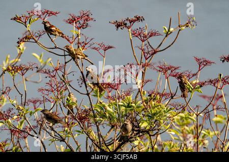 Flock of house sparrows perched on elderberry bush Stock Photo