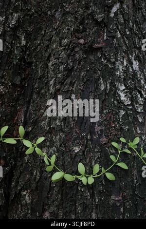 Green vine climbing on tree bark Stock Photo