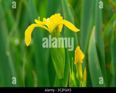 Yellow iris Iris pseudacorus growing by the River Avon on the Avon Valley Footpath, Ringwood, Hampshire, England, UK, May 2025 Stock Photo